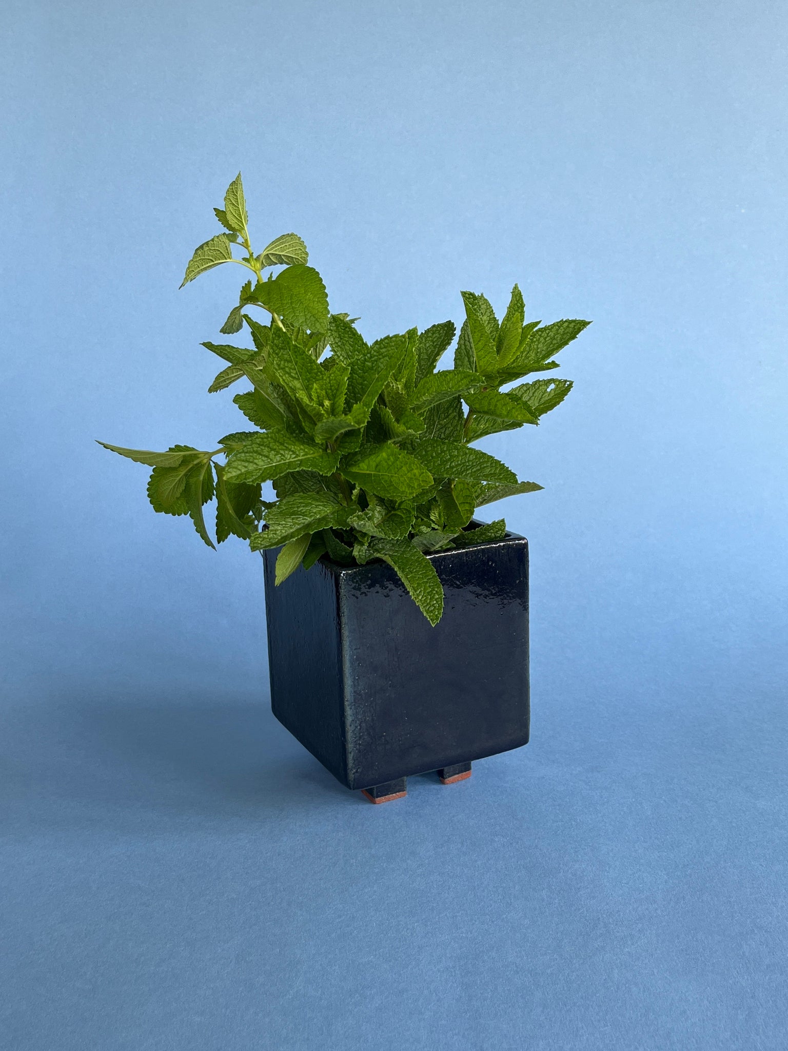 Plant Pot in Whetū